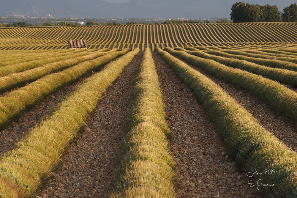 2019 en provence valensole 4.jpg