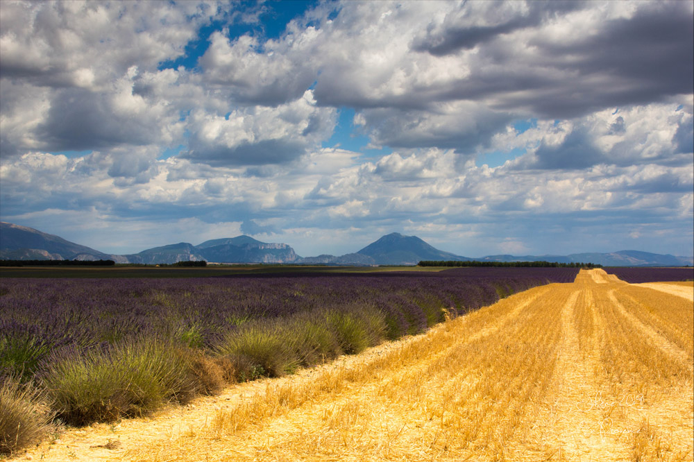 2019 en provence valensole 5.jpg