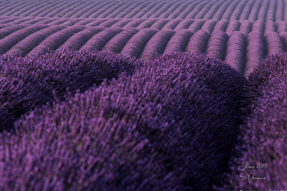 2019 en provence valensole 8.jpg