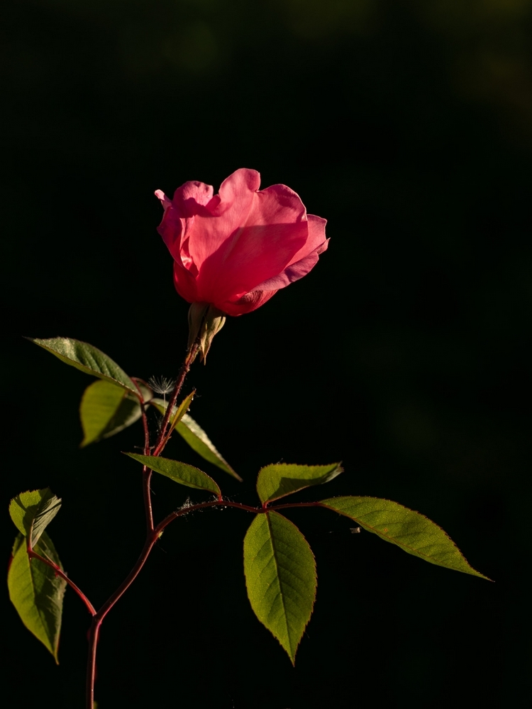 2G6A8617.jpg