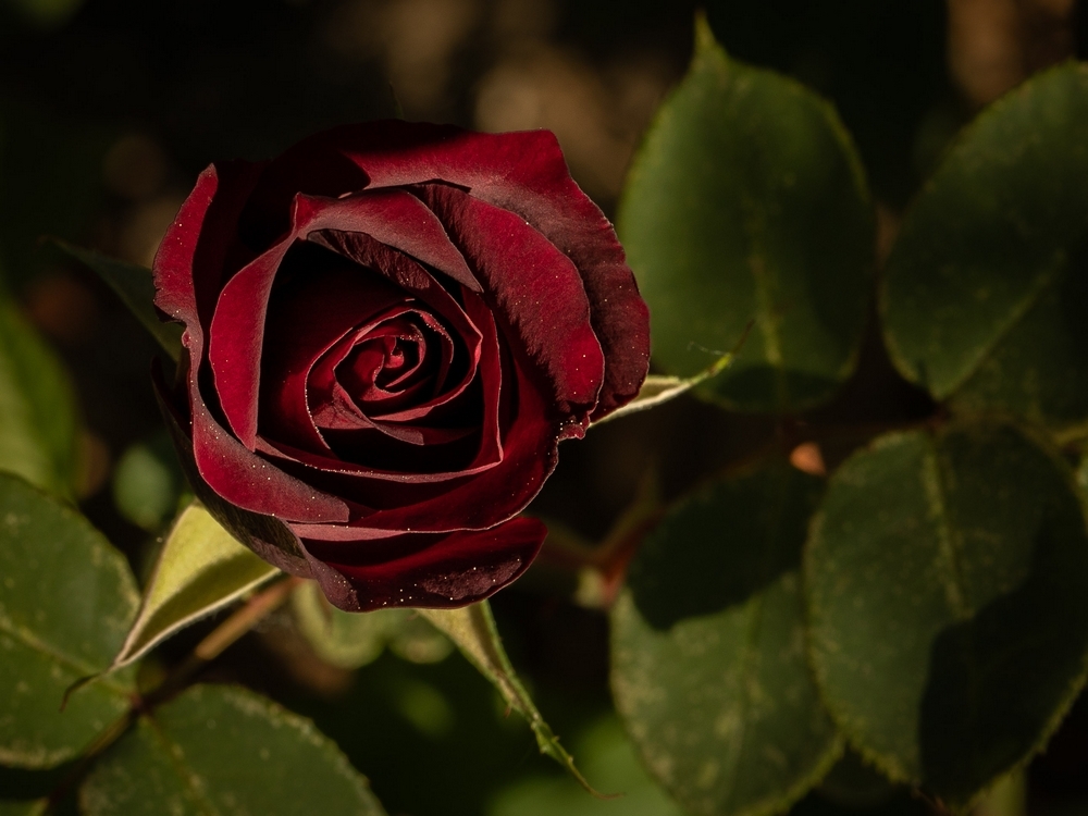 2G6A8642.jpg