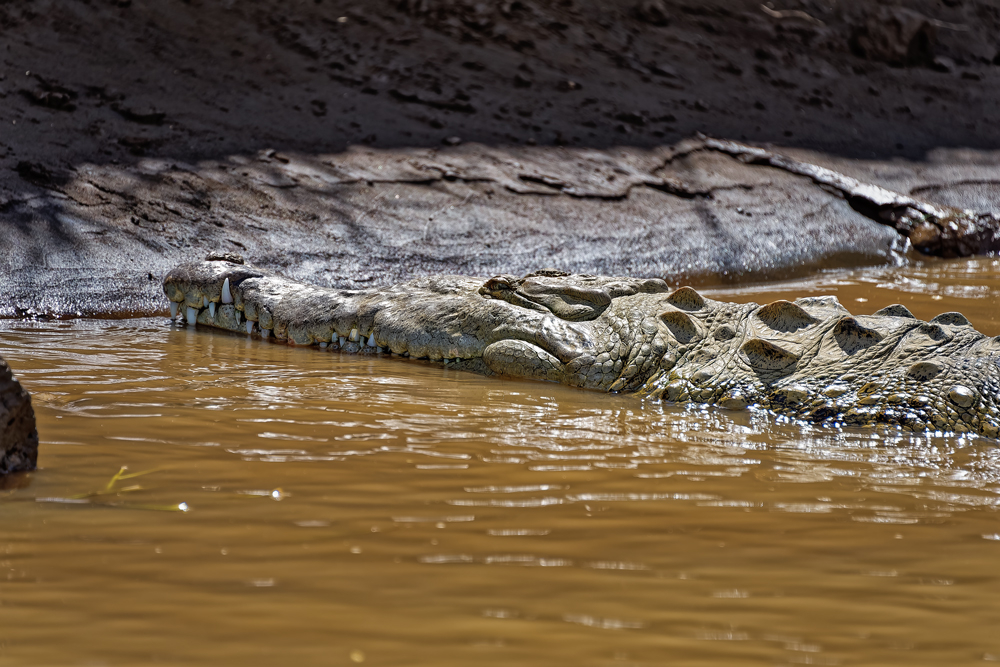 Crocodile-Costa-Rica-FP_DSC_3118.jpg