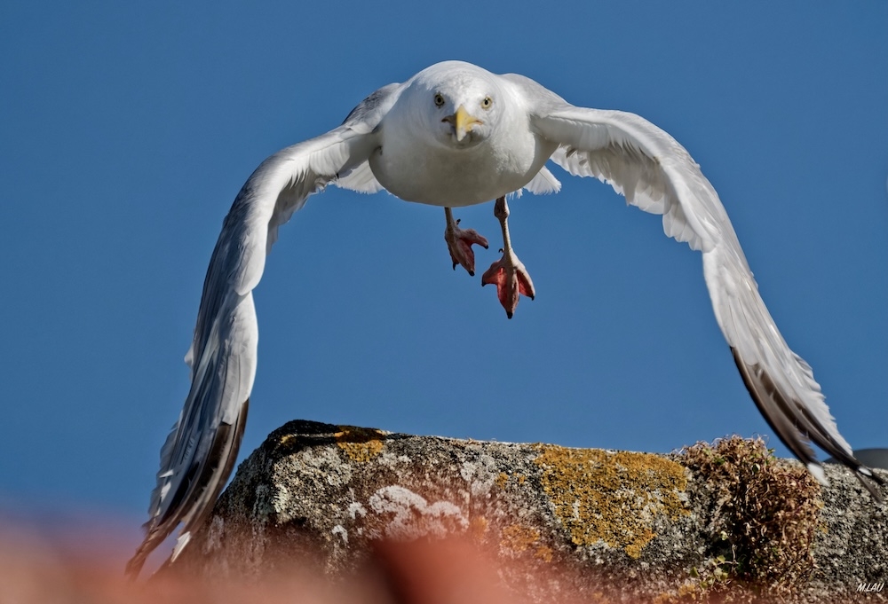 GOELAND_2197.jpeg
