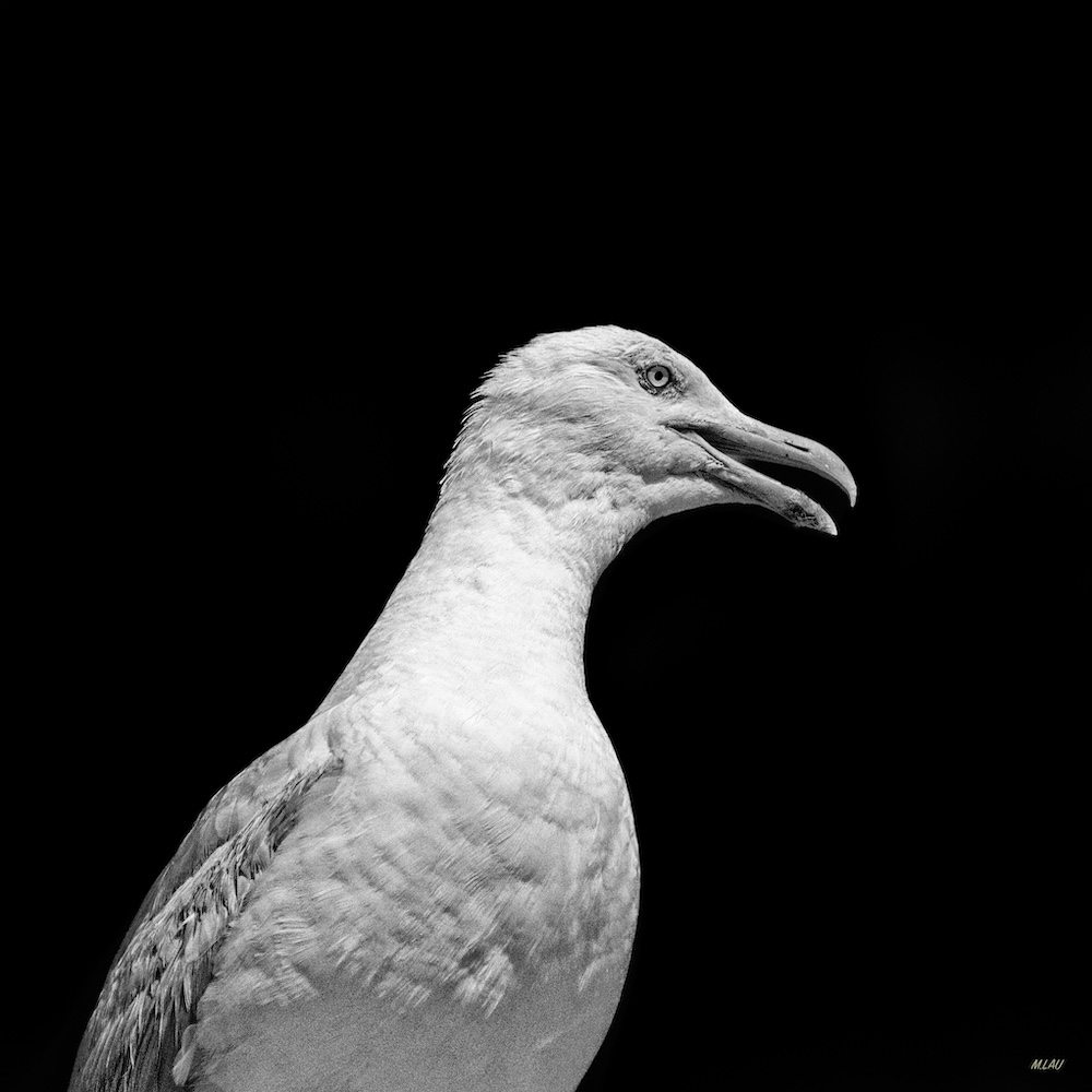 GOELAND_2204_Nik.jpeg