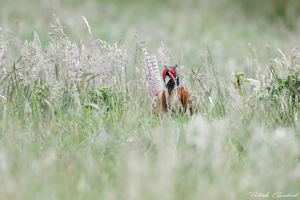 IMG_0250_DxO-copie.jpg