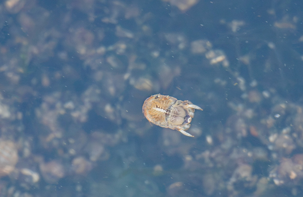 IMG_6135 pou de poisson.jpg