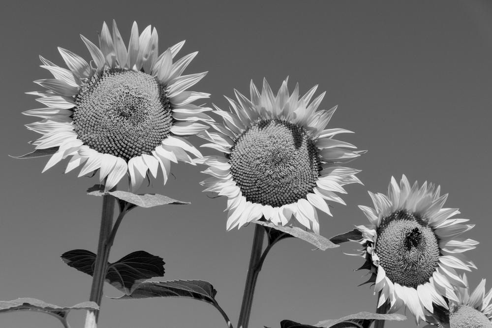 L1001275 2.jpeg
