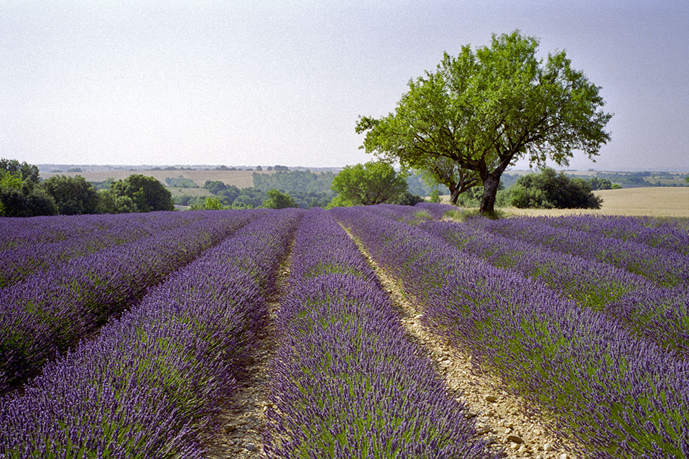 Lavande Valensole_(1000px).jpg