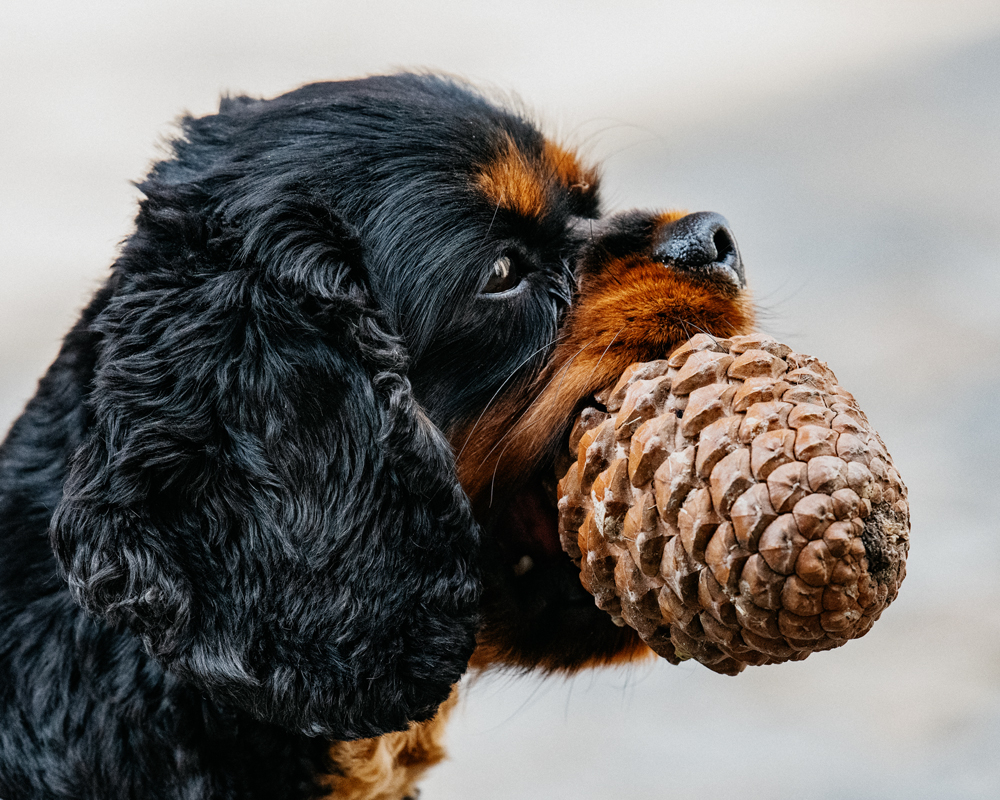 Le-chien-v2-FP_DSC8778.jpg