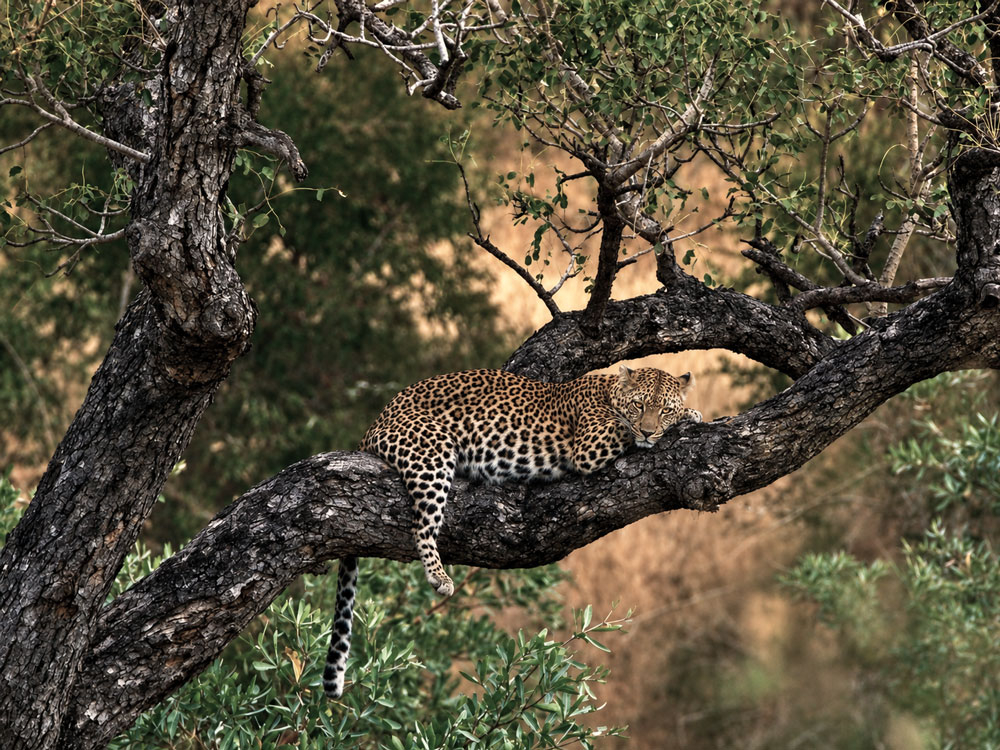 Leopard1couleur.jpg