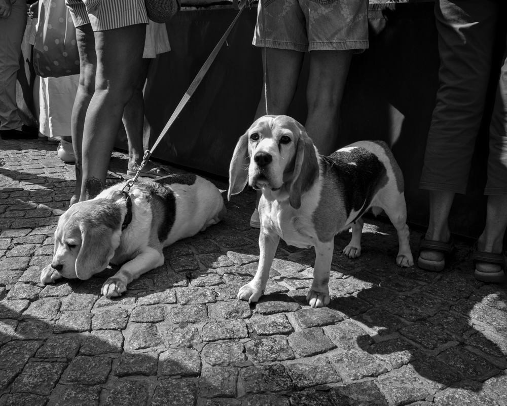 Les-deux-chiens-FP_R0000145-copie.jpg