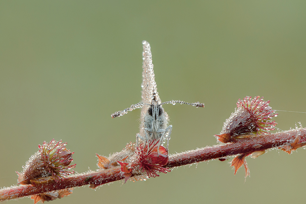MACRO -143 copie.jpg