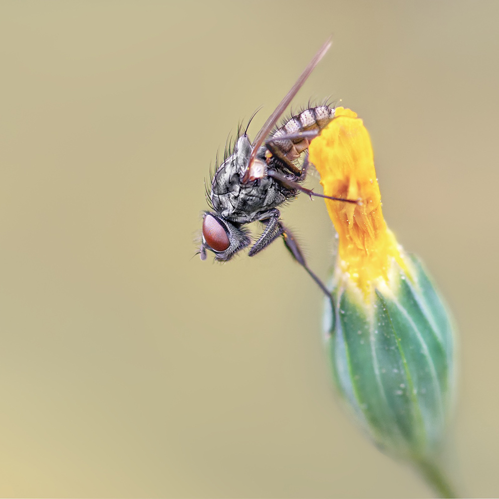 MACRO -15 copie.jpg