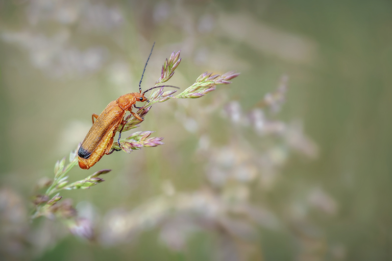 MACRO -23 copie.jpg