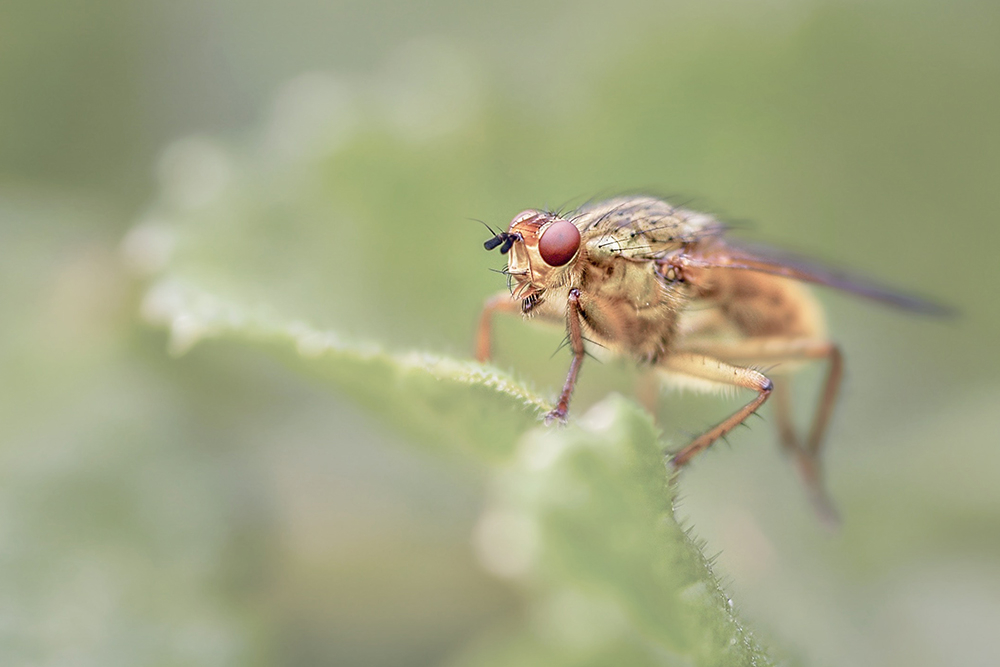 MACRO -24 copie.jpg