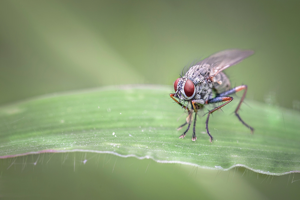 MACRO -5 copie.jpg