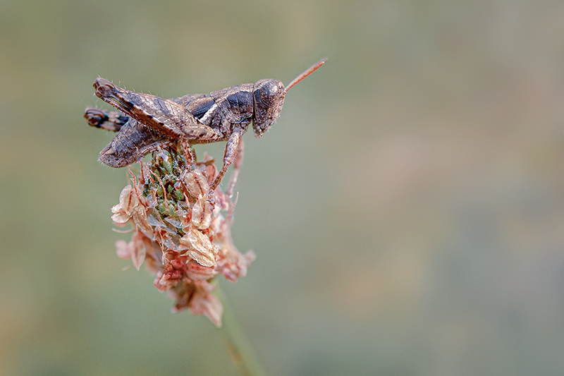 MACRO -91 copie.jpg