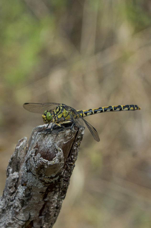 Onychogomphus Forcipatus (2).jpg