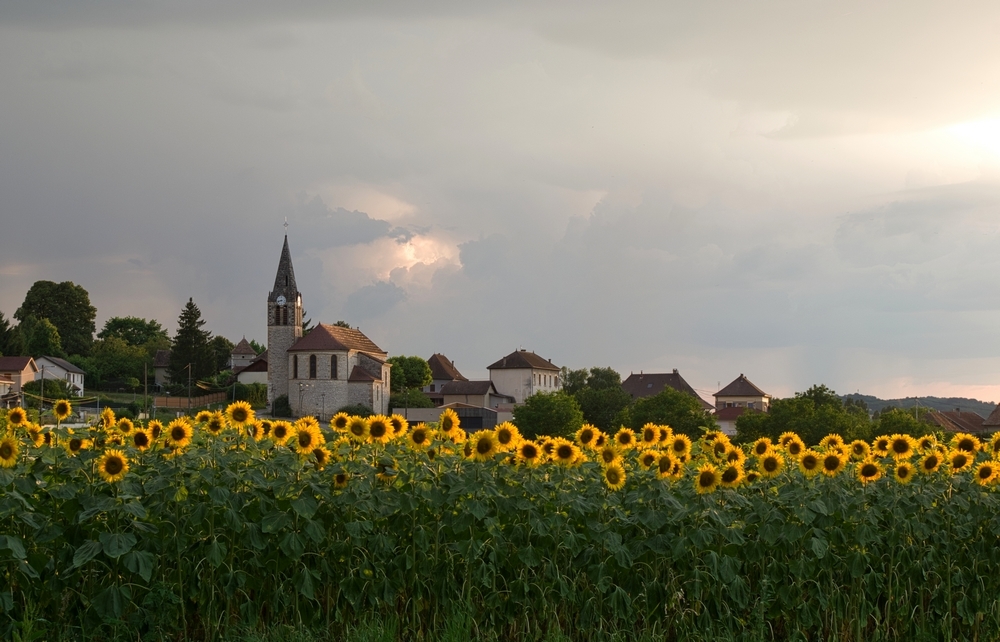 Tournesols 1.jpg