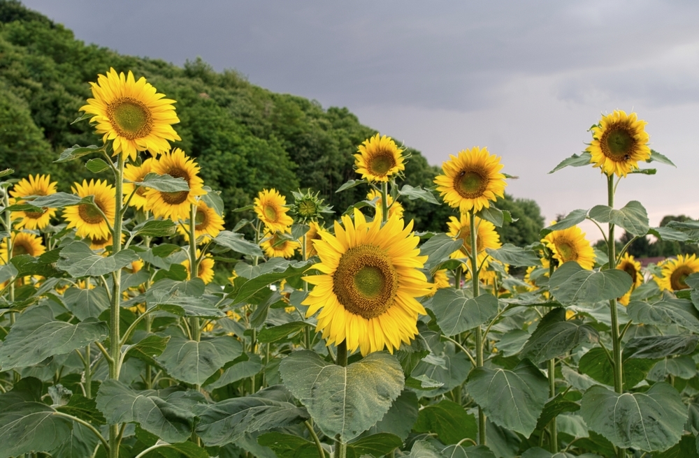 Tournesols 2.jpg