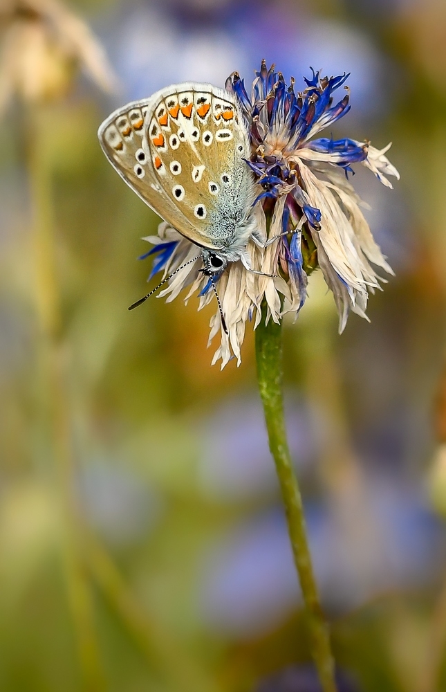 _DSC6261-1.jpg