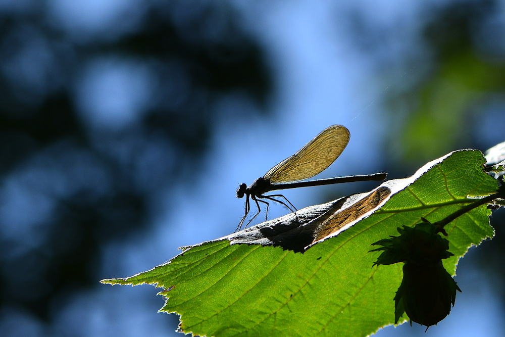 a2026_07_03_demoiselle_noisetier_fp.jpg