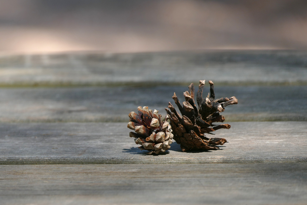 a2026_07_09_pommes_pin.jpg
