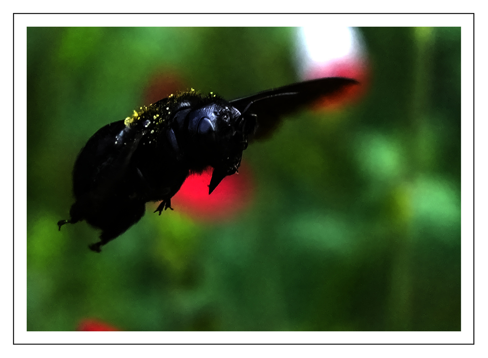 insecte1.jpg