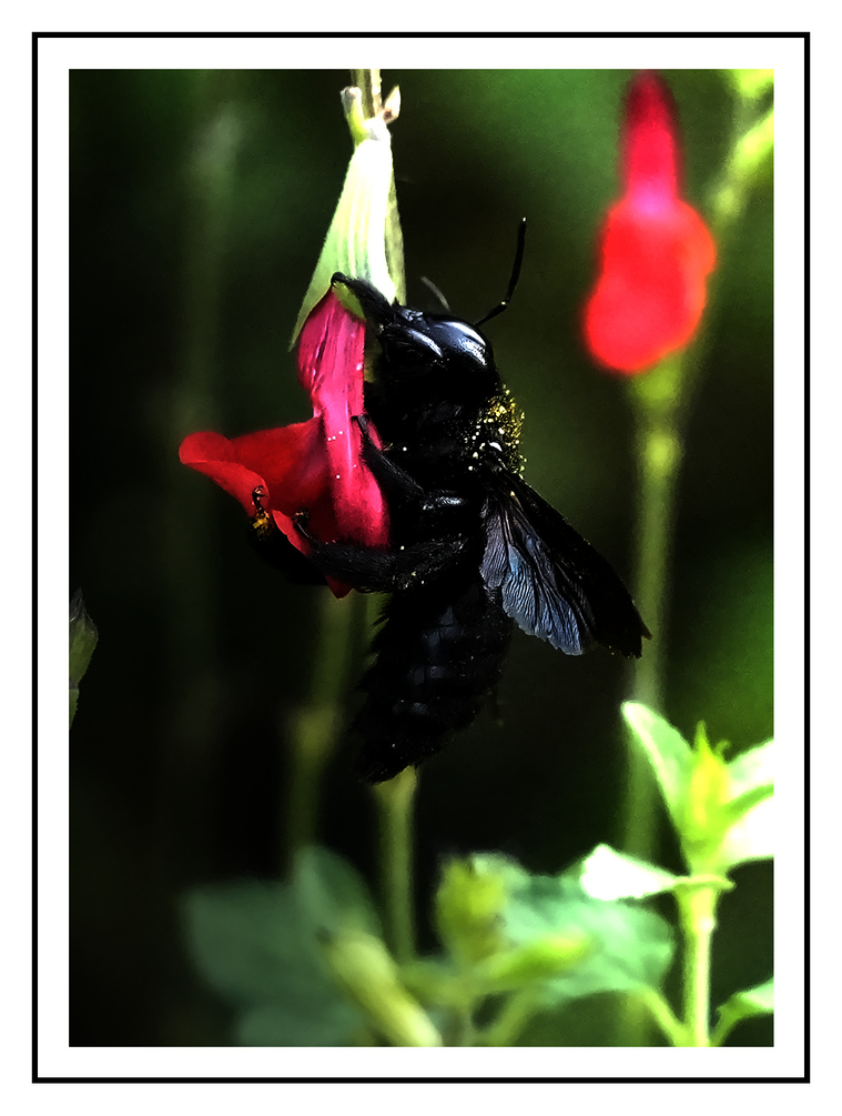 insecte2.jpg
