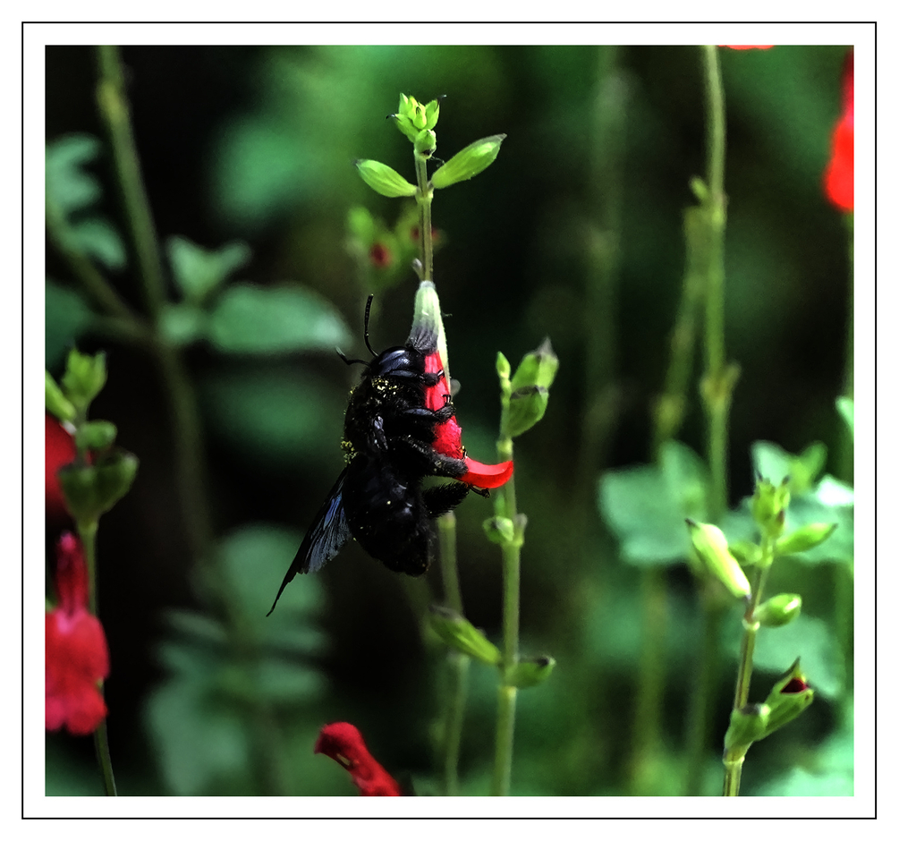 insecte3.jpg