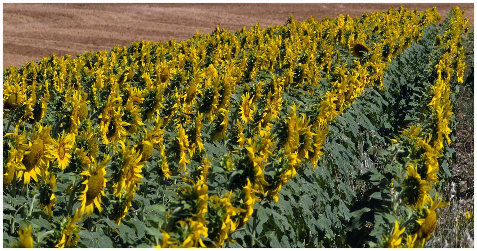 large.040726TournesolsBl(11)_DNG.jpg