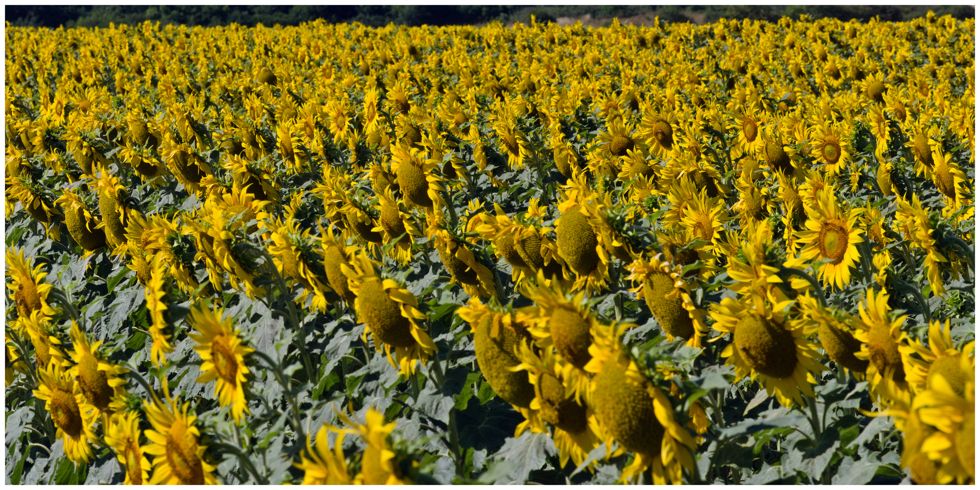 large.040726TournesolsBl(12)_DNG.jpg