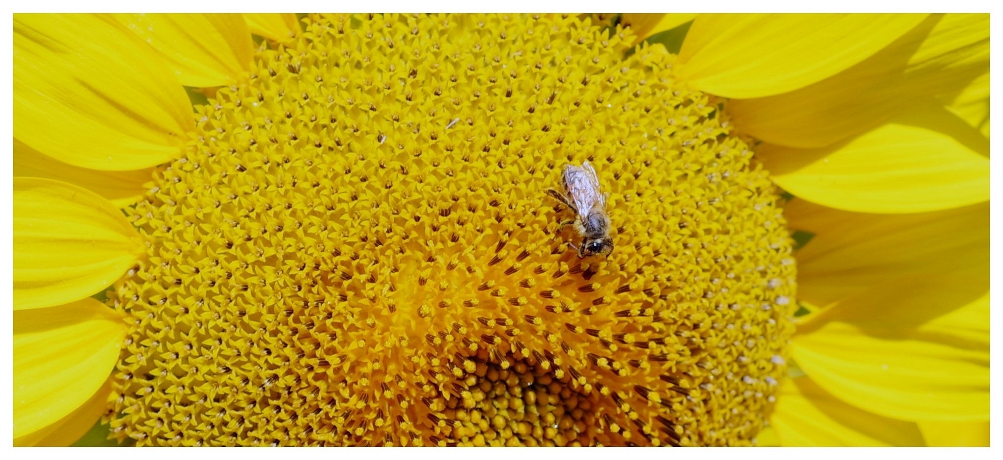 large.040726TournesolsBl(16).jpg
