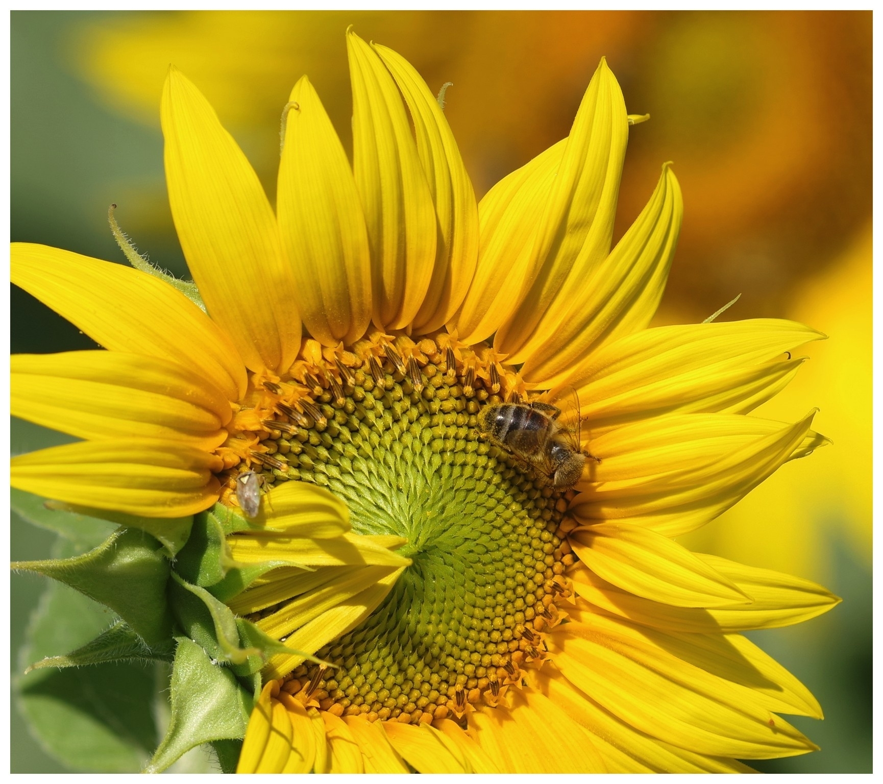 large.040726TournesolsBl(17).jpg