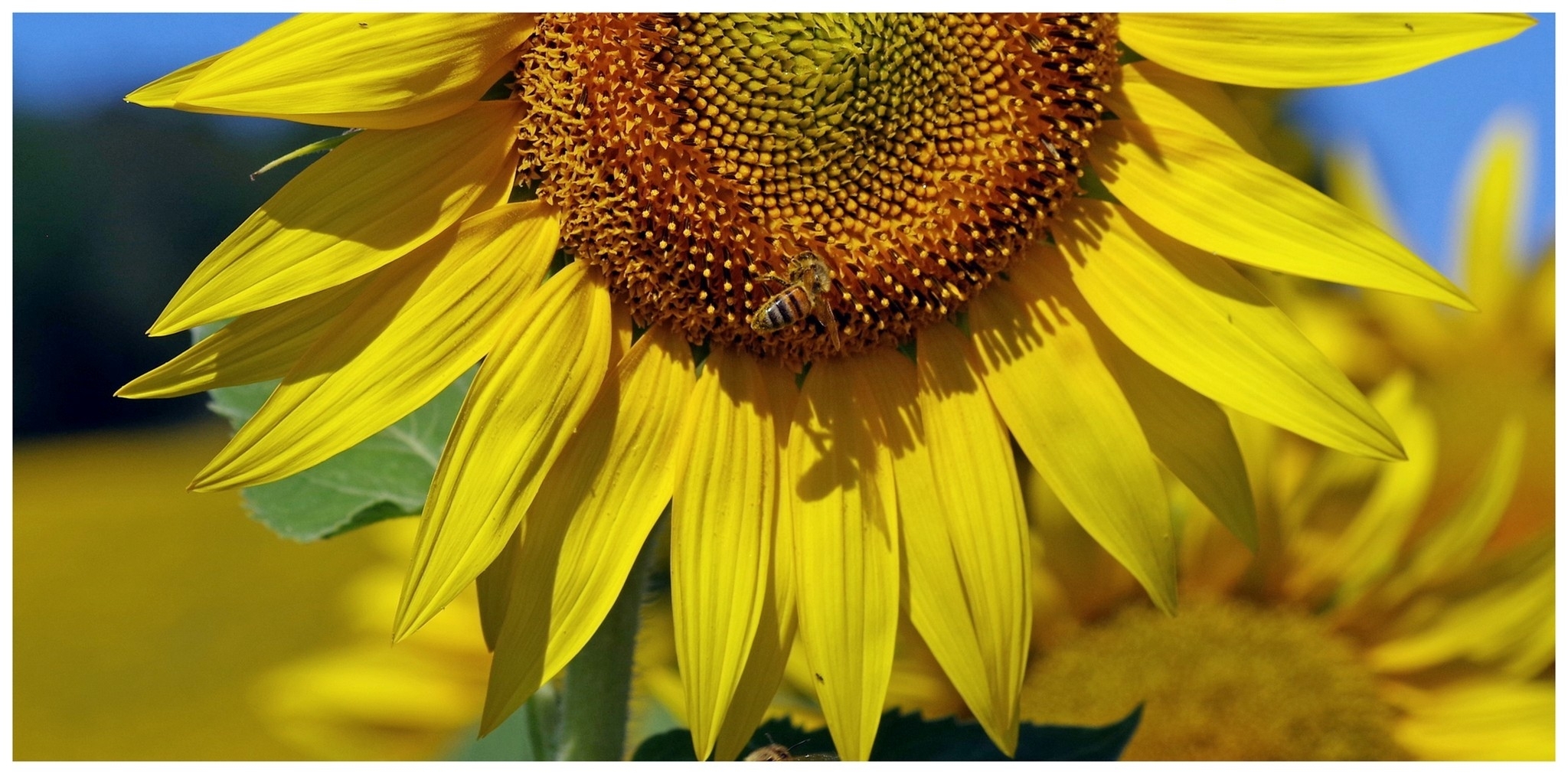 large.040726TournesolsBl(19).jpg
