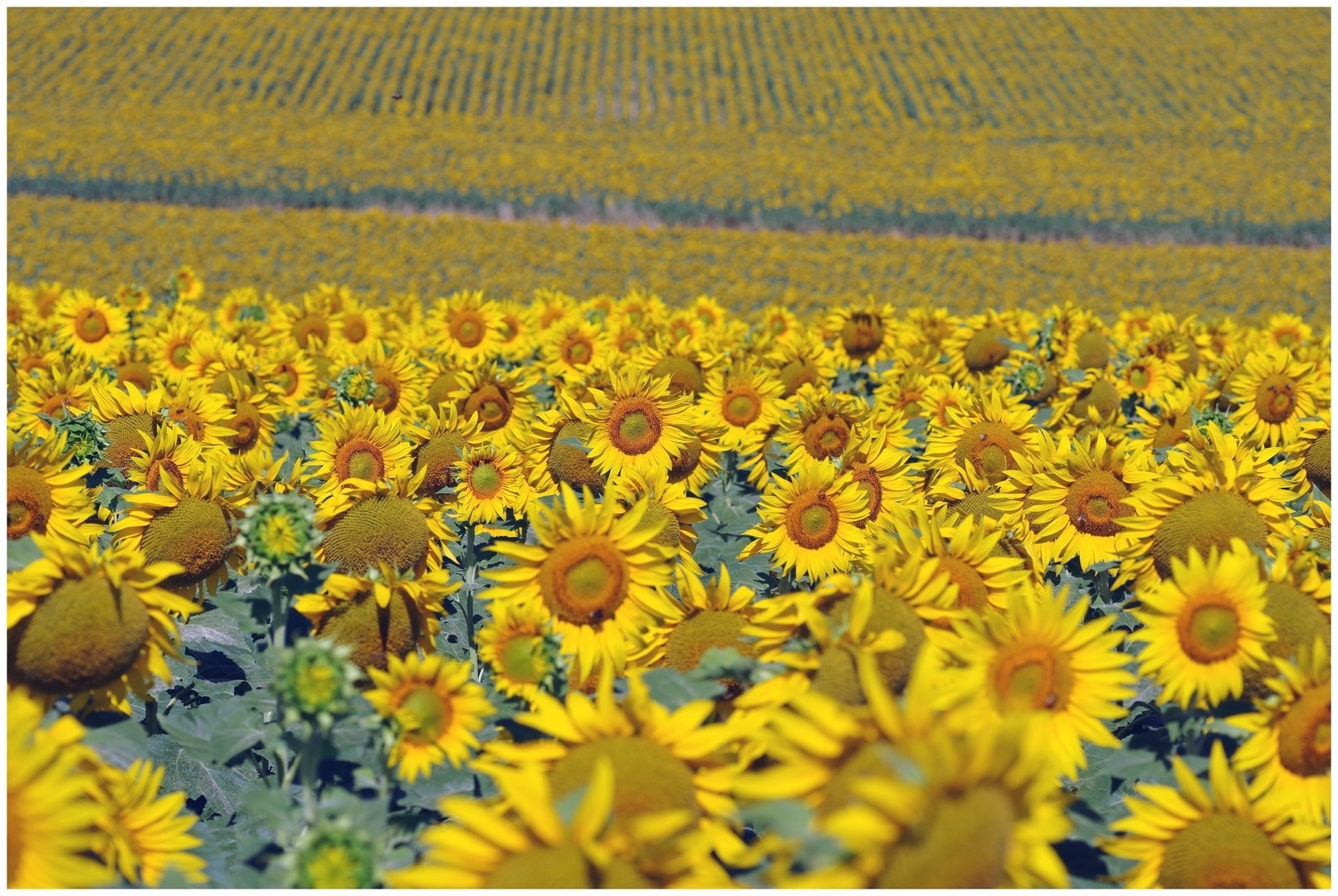 large.040726TournesolsBl(2).jpg