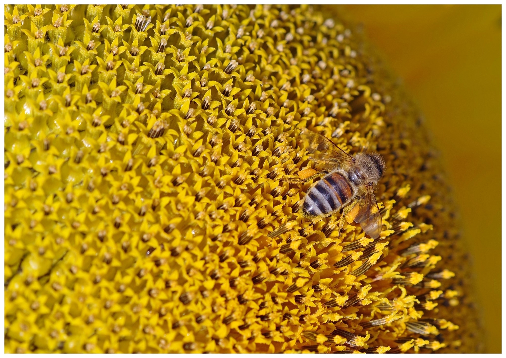 large.040726TournesolsBl(3).jpg