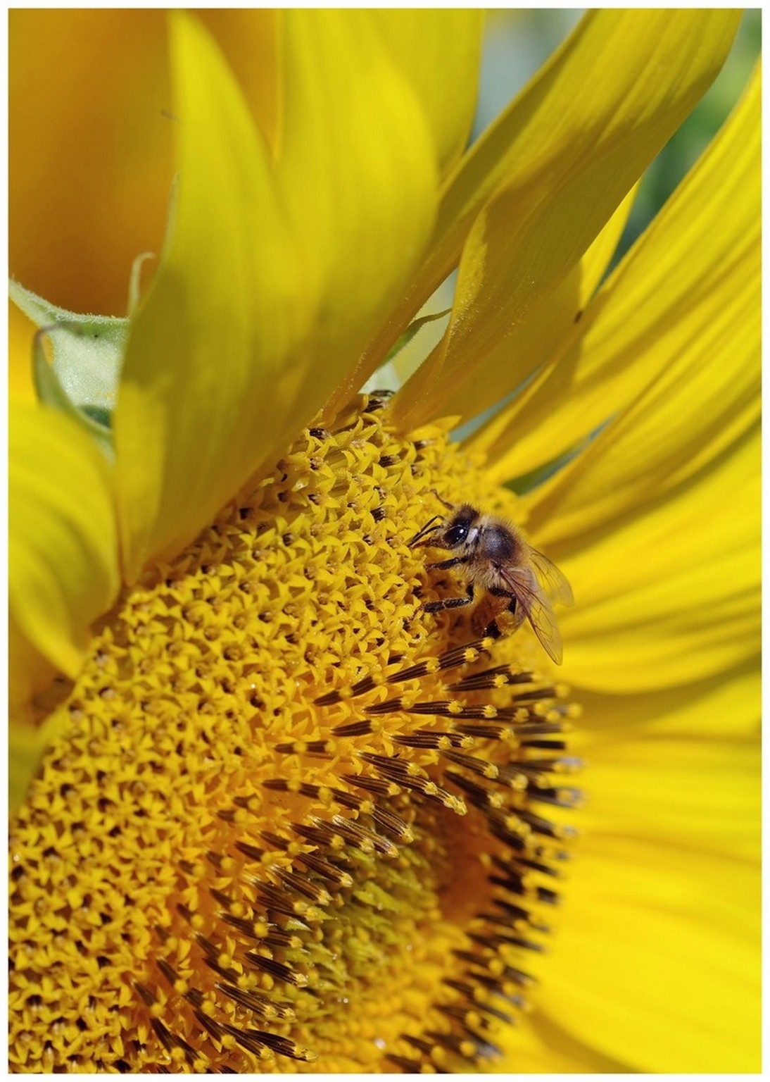 large.040726TournesolsBl(4).jpg