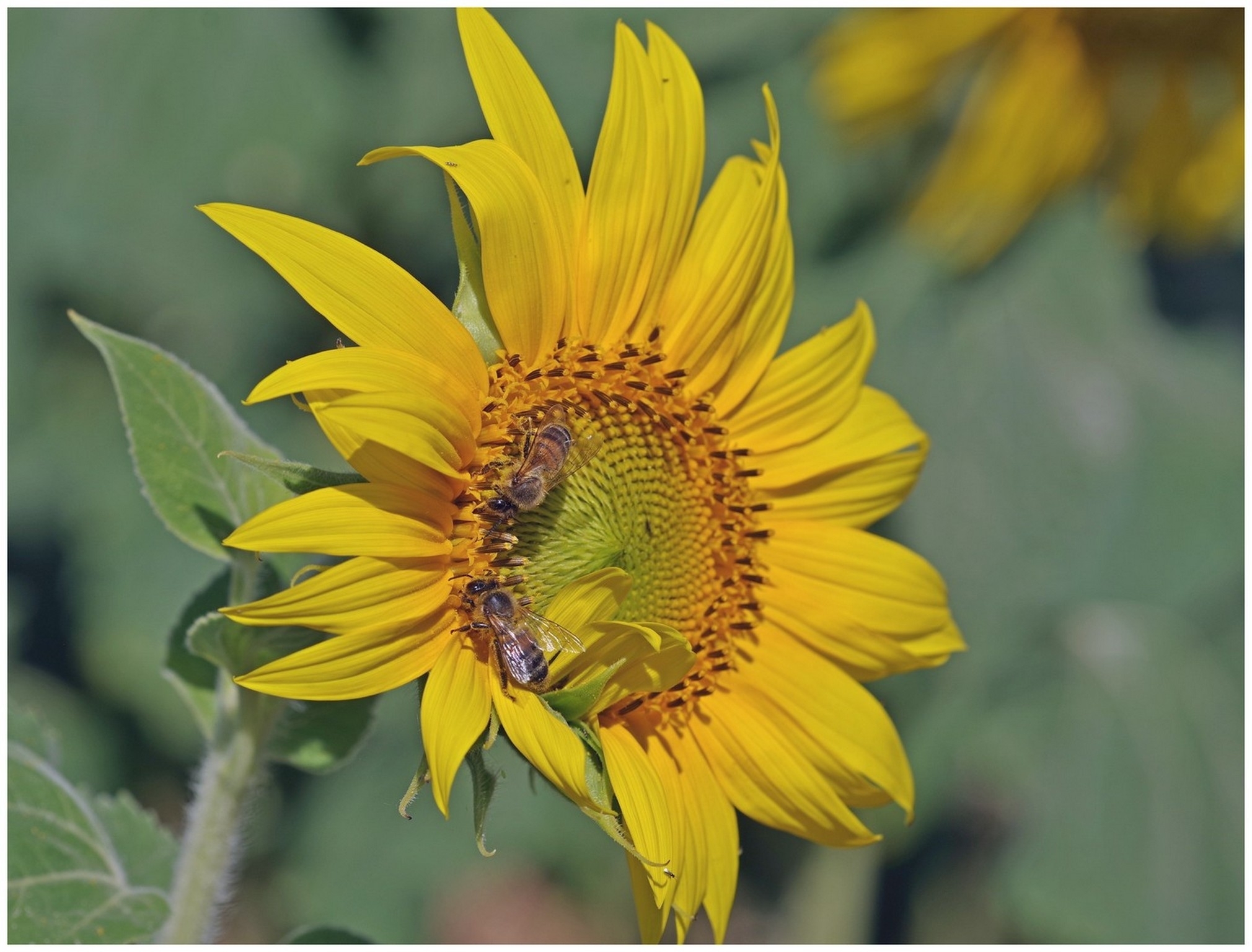large.040726TournesolsBl(9).jpg