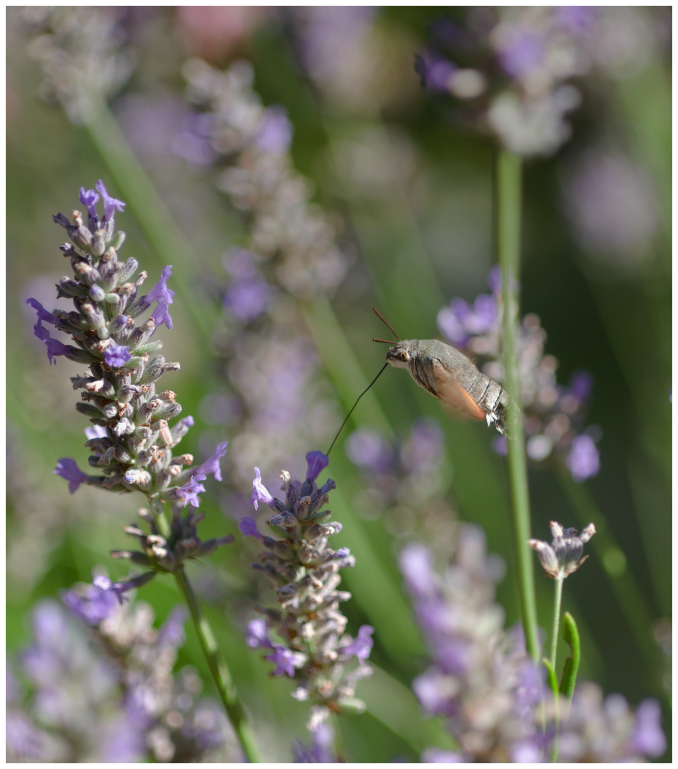 large.060726insectespapilllons(23)_DNG.jpg