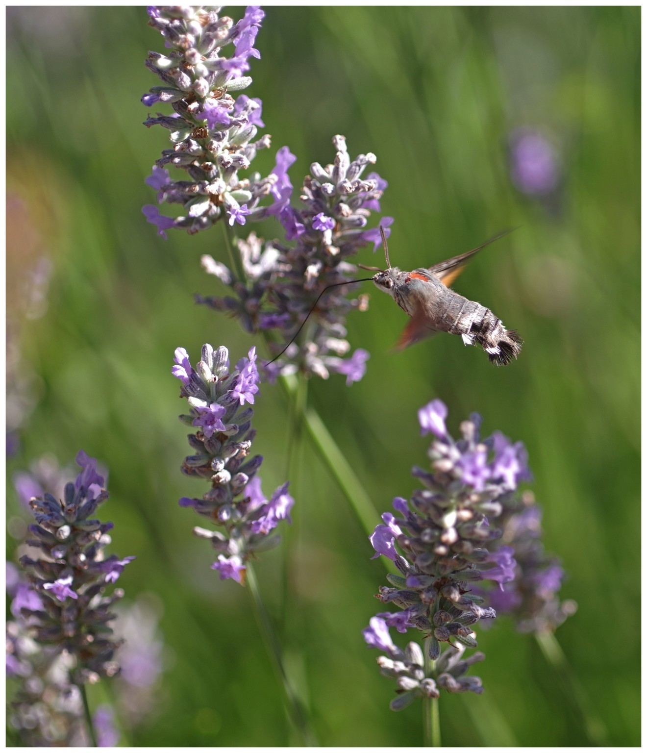 large.060726insectespapilllons(29).jpg