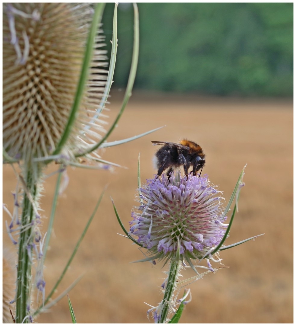 large.140726insectesfleursdivers(10).jpg