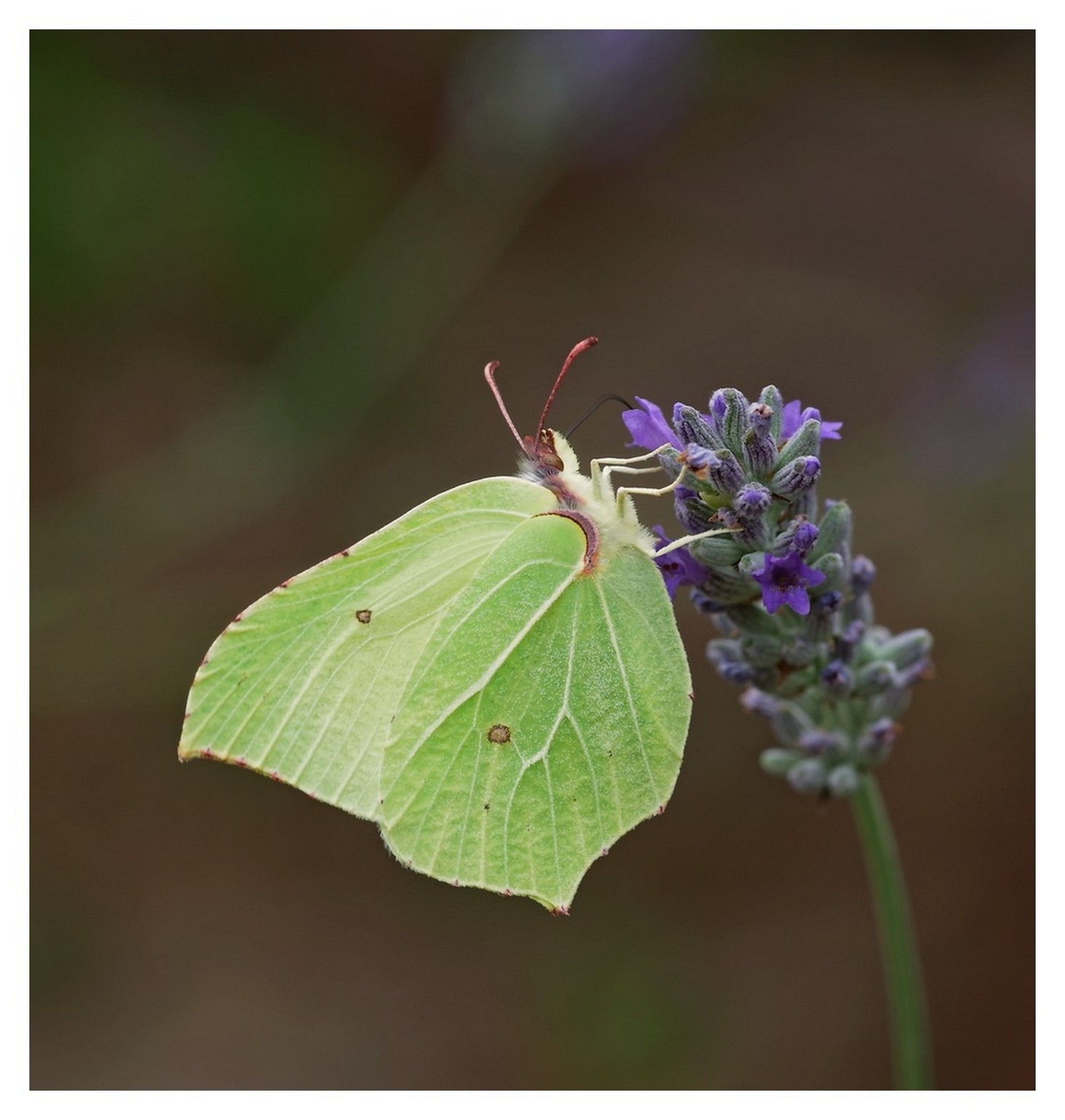 large.160726insectesfleurs(26).jpg