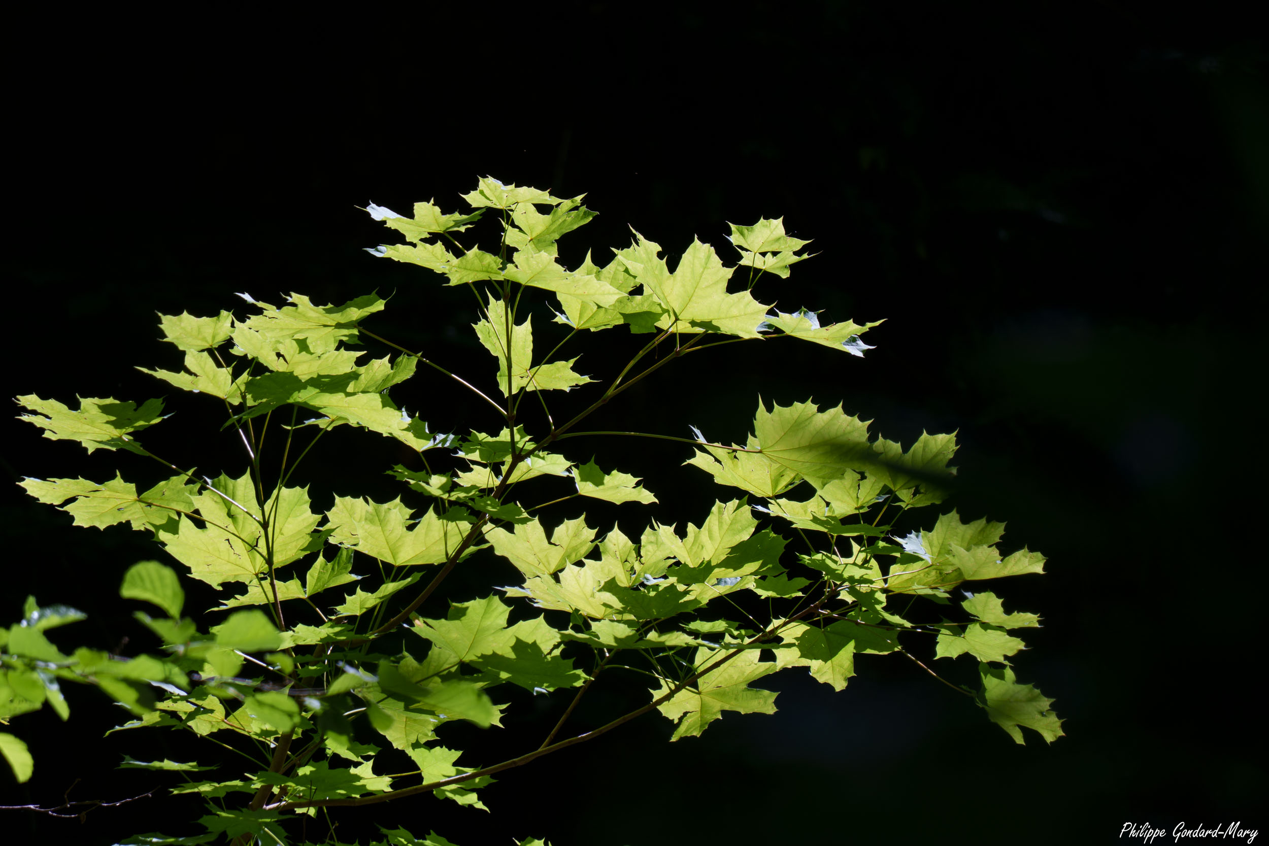 large.2026_06_23_001_Feuilles_et_soleil.jpg