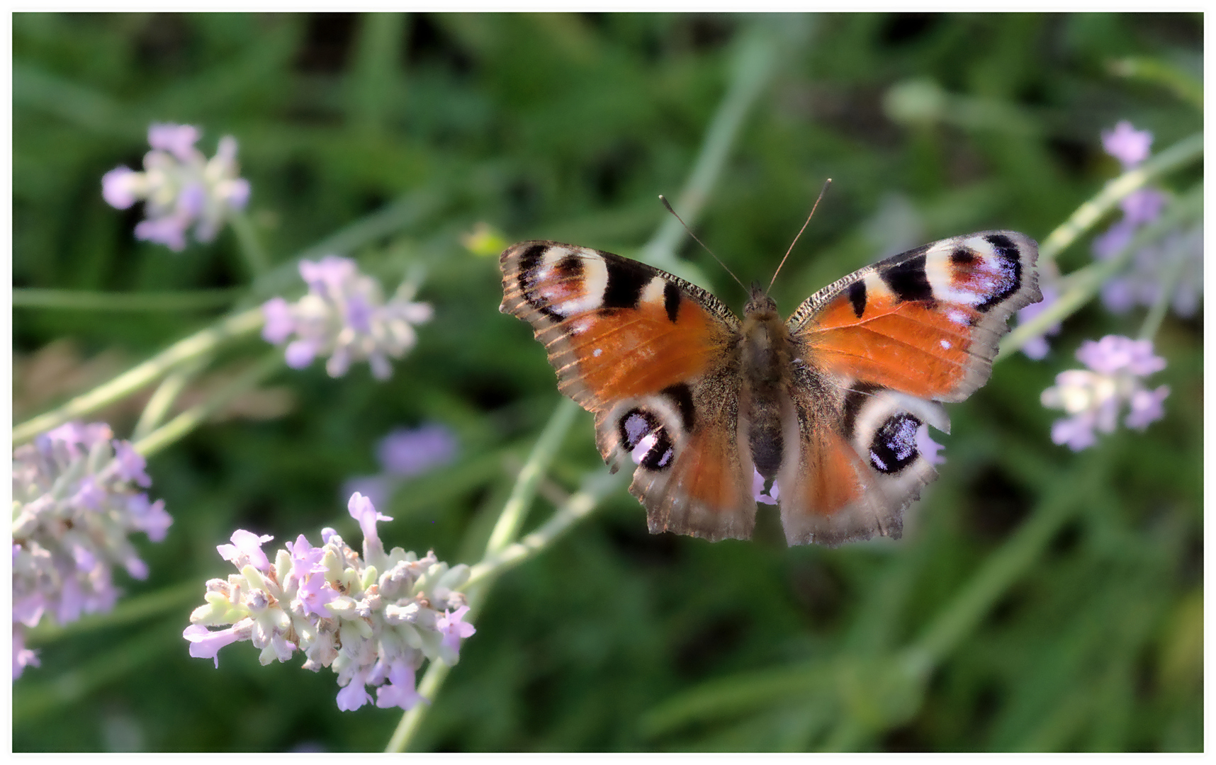 large.270626insectes(3)_DNG.jpg.png