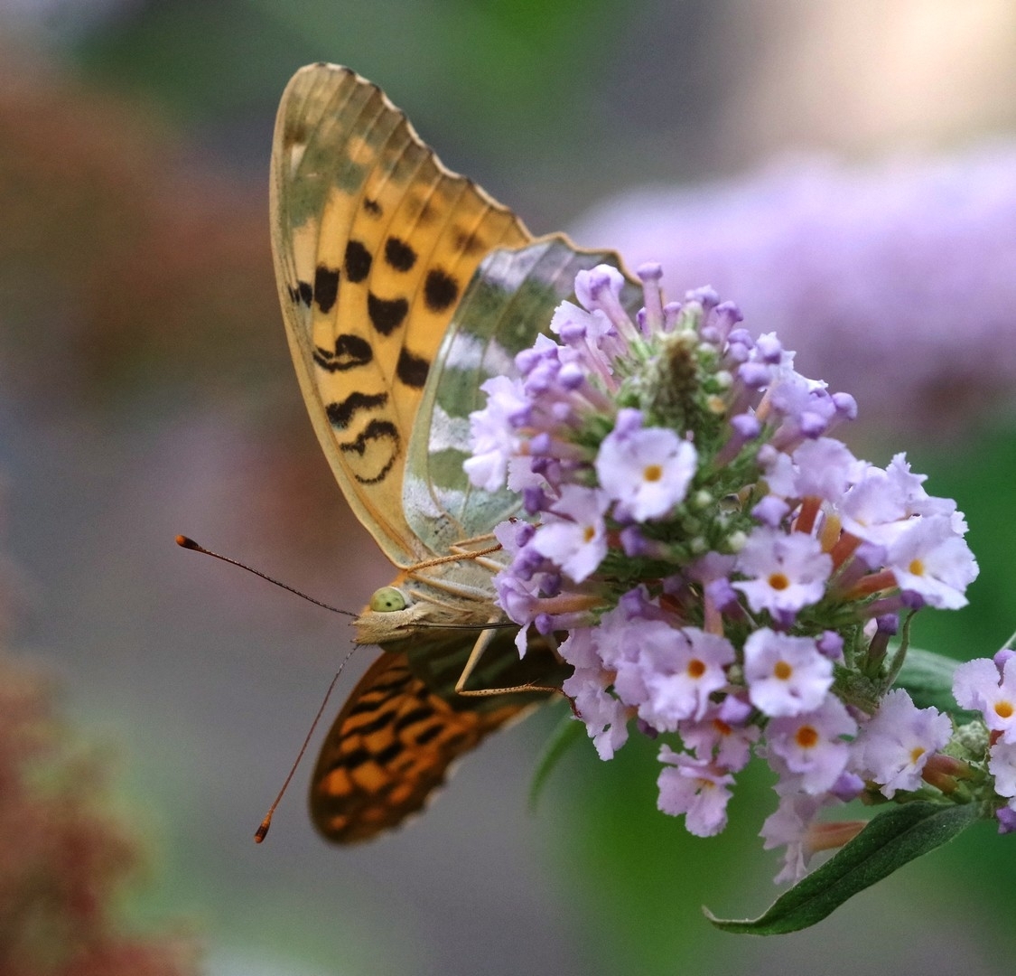large.290626papillons(12).jpg