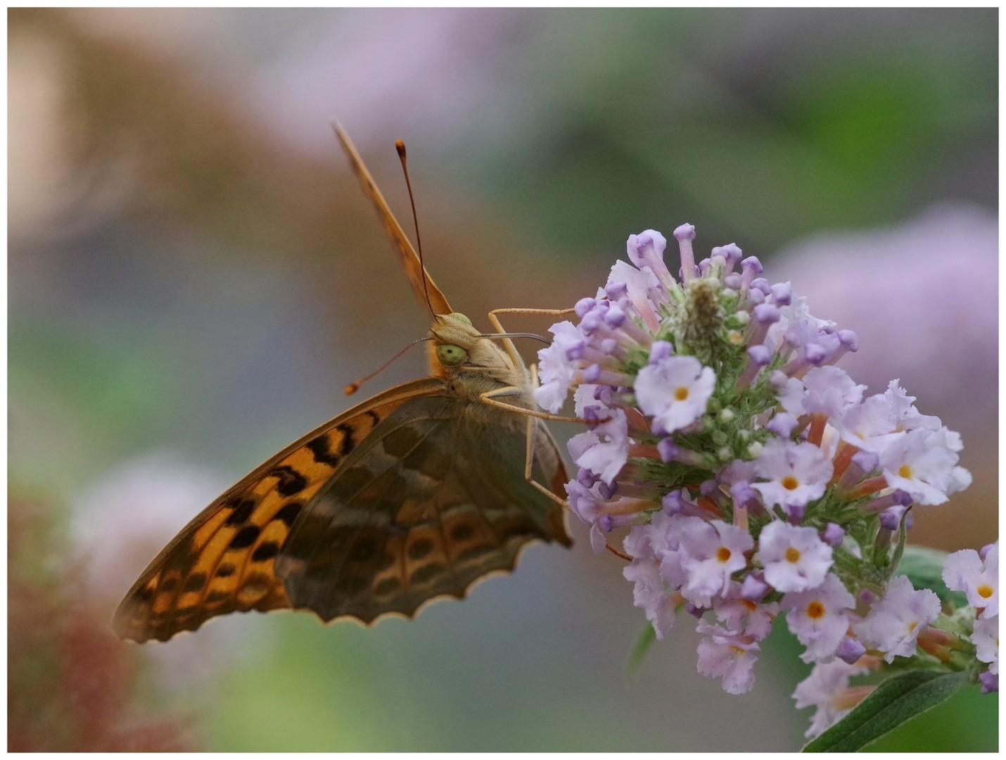 large.290626papillons(13).jpg