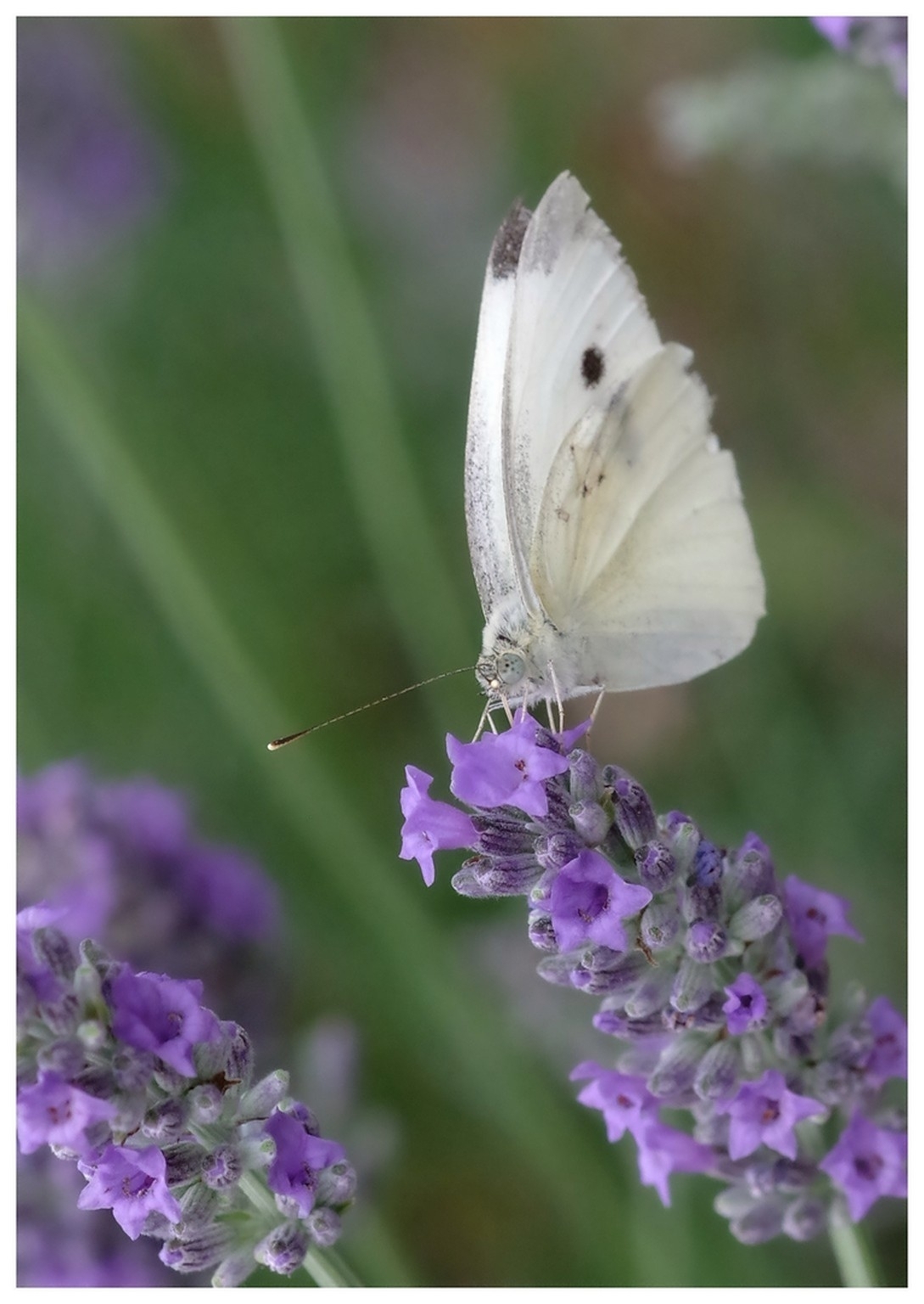 large.290626papillons(19).jpg