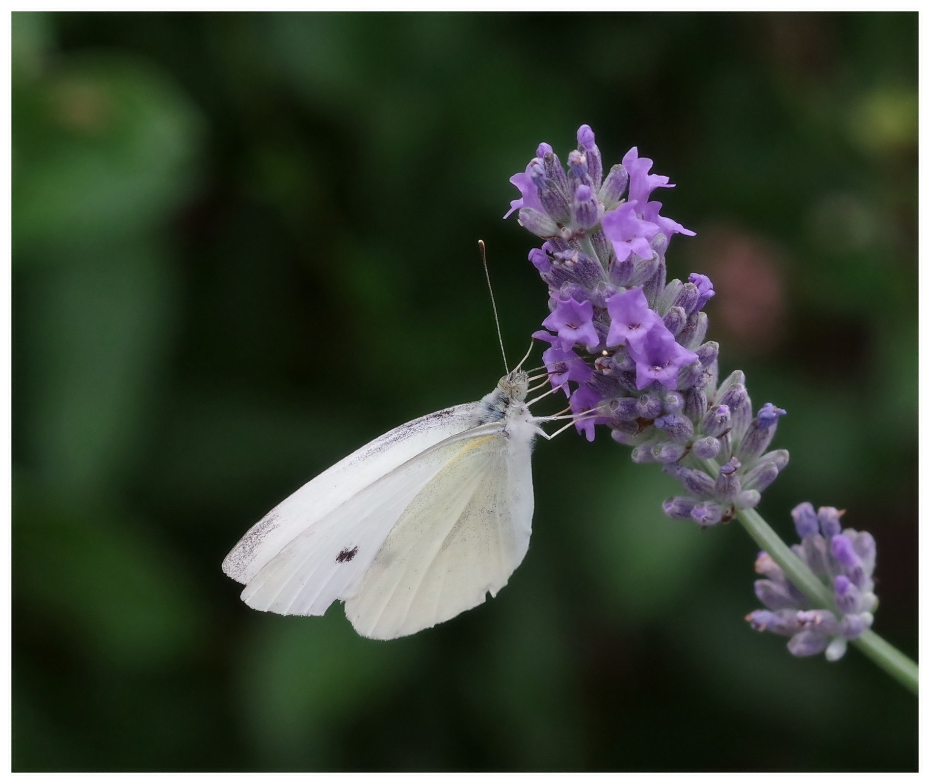 large.290626papillons(20).jpg