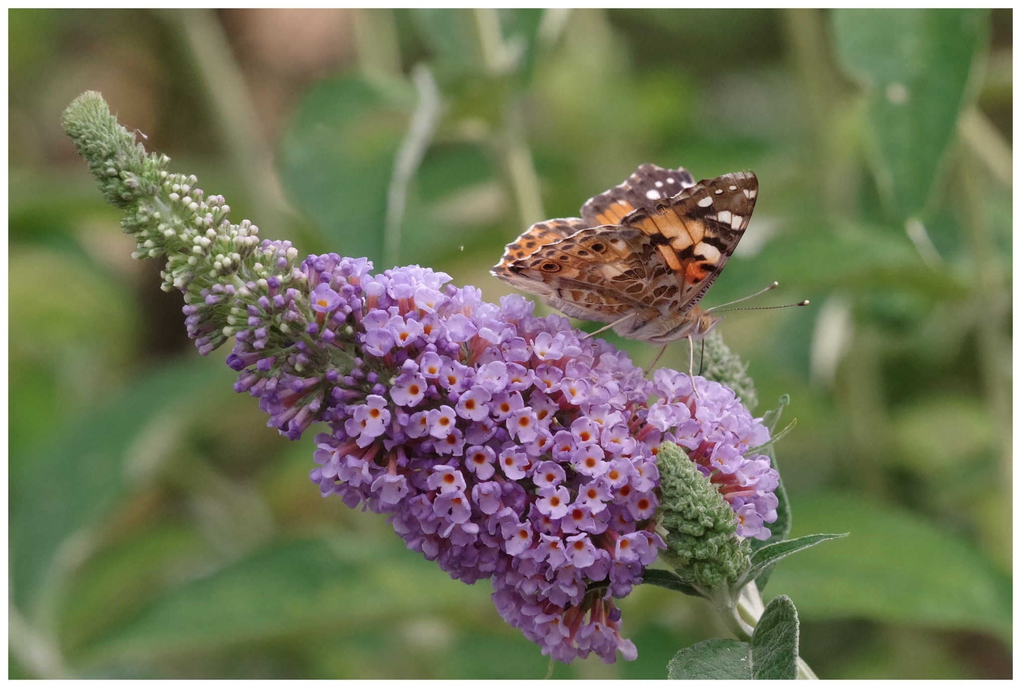 large.290626papillons(31).jpg